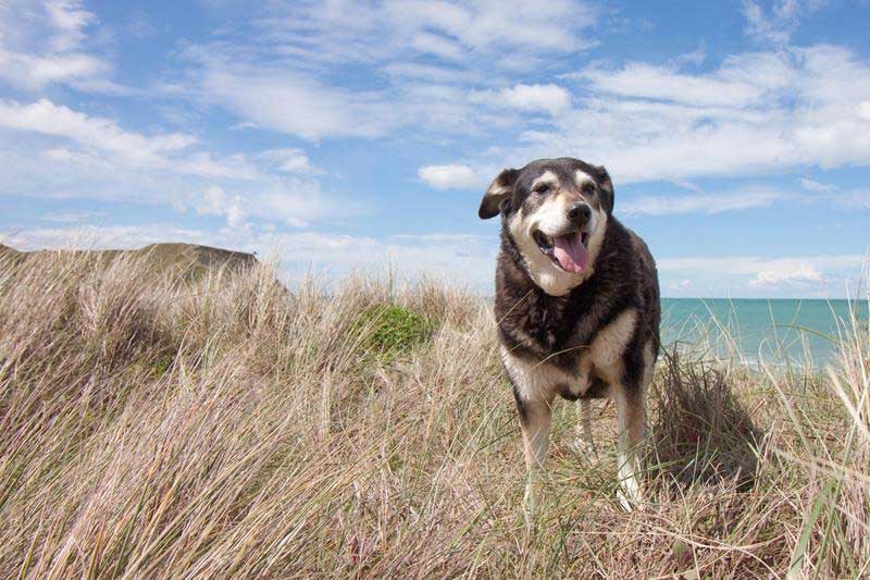 About Us Surf City Pet Hospital Holly Ridge & Hampstead, NC